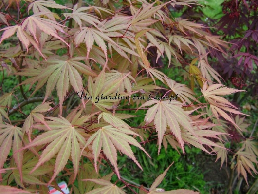 Acer palmatum "Matsu kaze"