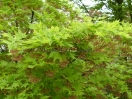 Acer palmatum "Matsuyoi"