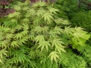 Acer palmatum "Matsu kaze"