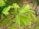 Acer palmatum "Matsuyoi"