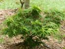 Acer palmatum "Mikawa yatsubusa"