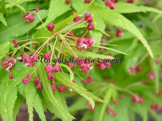 Acer palmatum "Mikawa yatsubusa"