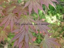 Acer palmatum "Mirte"