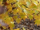 Acer palmatum "Mirte"