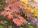 Acer palmatum "Mirte"