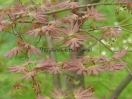 Acer palmatum "Mirte"