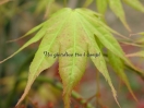 Acer palmatum "Mizu kuguri"