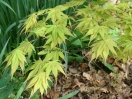 Acer palmatum "Mizu kuguri"