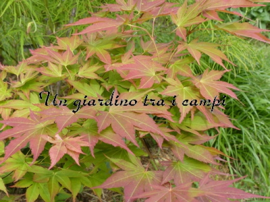 Acer palmatum "Mizu kuguri"