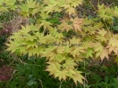 Acer palmatum "Mizu kuguri"