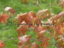 Acer palmatum "Mugiwara Nishiki"