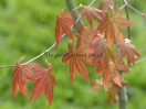 Acer palmatum "Mugiwara Nishiki"