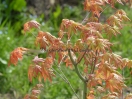 Acer palmatum "Mugiwara Nishiki"