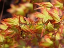 Acer palmatum "Murasaki kiyo hime"