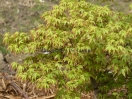 Acer palmatum "Murasaki kiyo hime"