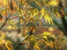 Acer palmatum "Mure hibari