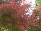 Acer palmatum "Mure hibari