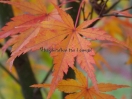 Acer palmatum "Mure hibari