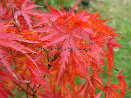 Acer palmatum "Mure hibari