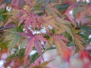 Acer palmatum "Mure hibari