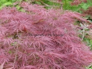 Acer palmatum "Dissectum New 2"