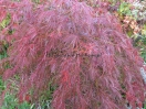 Acer palmatum "Dissectum New 2"