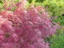 Acer palmatum "Dissectum New 2"