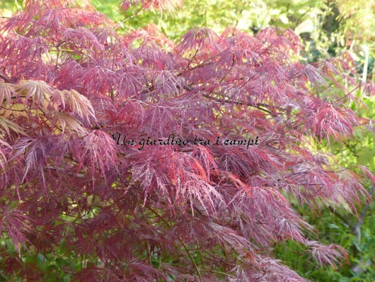 Acer palmatum "Dissectum New 2"