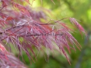 Acer palmatum "Dissectum New 2"