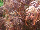 Acer palmatum "Dissectum New"