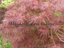 Acer palmatum "Dissectum New"