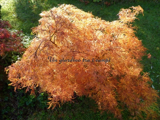 Acer palmatum "Dissectum New"