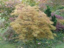 Acer palmatum "Dissectum New"