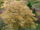 Acer palmatum "Dissectum New"