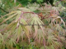 Acer palmatum "Nicholsonii"