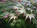 Acer palmatum "Nicholsonii"