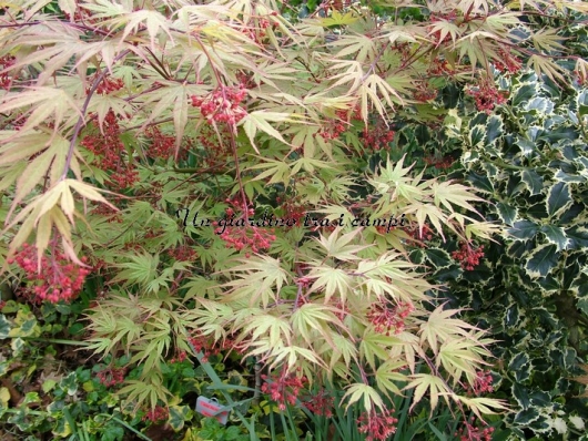 Acer palmatum "Nicholsonii"