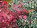 Acer palmatum "Nicholsonii"