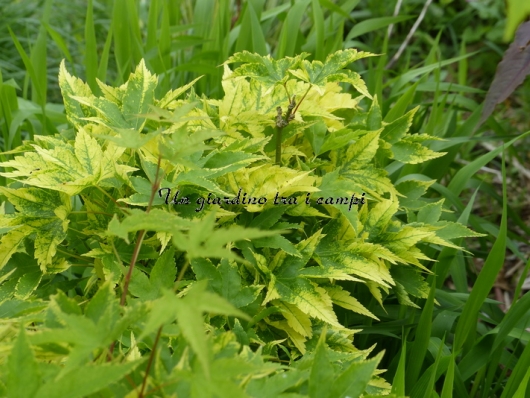 Acer palmatum "Nishiki gasane"