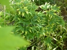 Acer palmatum "Nishiki gasane"