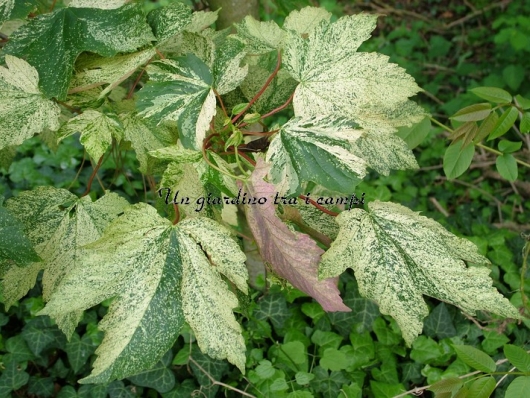 Acer pseudoplatanus "Nizetii"