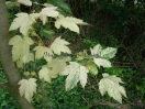 Acer pseudoplatanus "Nizetii"