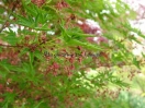 Acer palmatum "Okushimo"