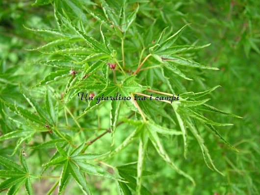 Acer palmatum "Okushimo"