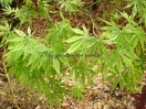 Acer palmatum "Omure yama"