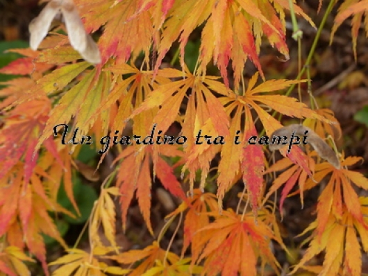 Acer palmatum "Omure yama"