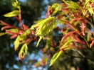 Acer palmatum "Orange dream"