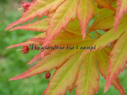 Acer palmatum "Orange dream"