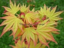 Acer palmatum "Orange dream"