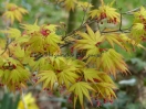 Acer palmatum "Orange dream"